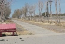 LOS ARBOLES SECOS DEL PARQUE LINEAL