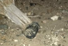 La DDI local secuestró granada de mano