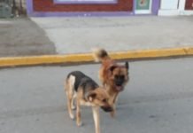 LA ORDENANZA QUE REGULA EL TEMA PERROS EN LAS HERAS ESTÁ VIGENTE PERO NO SE CUMPLE …