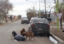 LA IMAGEN NUESTRA DE CADA DIA : Perros comiendo de las bolsas de basura