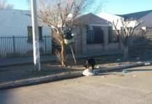 LA PROBLEMÁTICA DE LOS PERROS EN EL RECUERDO