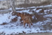 SUPERPOBLACION CANINA: Para muestra basta un …