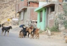 TENENCIA RESPONSABLE : Las causas de la superpoblación de perros y gatos