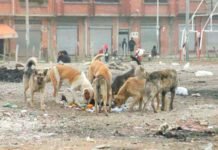 PERROS: UNA PROBLEMÁTICA PROVINCIAL