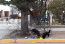 Y daaaale con los perros comiendo basura de los canastos …