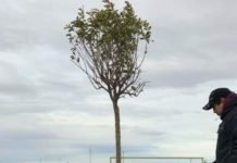 NUEVO PULMÓN VERDE EN EL BARRIO CALAFATE