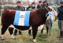 Cabaña de nuestra ciudad obtuvo el Gran Campeón Puro Macho Registrado en la Expo Bovina de Sarmiento